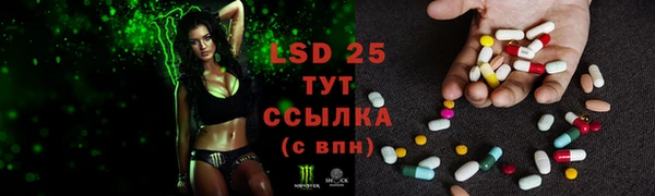 прущие грибы Нефтекумск